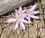 Colchicum Cretense